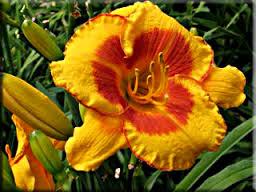Daylily-Fooled Me