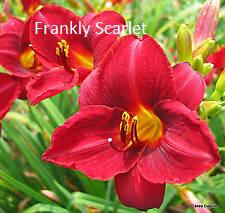 Daylily-Frankly Scarlet