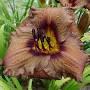 Daylily-Old Termite