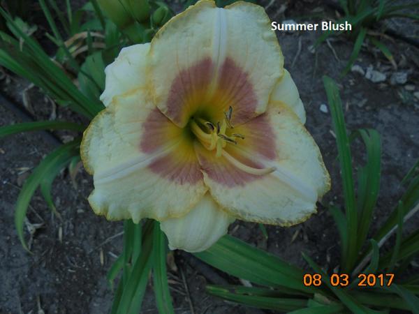 Summer Blush 2