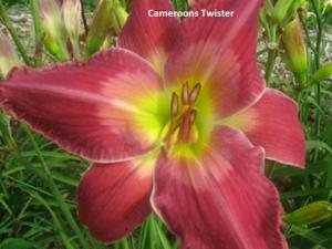 Daylily-Cameroons Twister