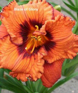 Daylily-Blaze of Glory
