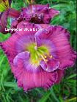 Daylily-Lavender Blue Baby