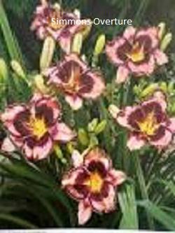 Daylily-Simmons Overture
