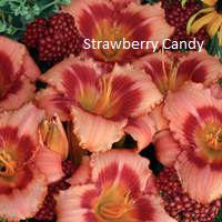 Daylily-Strawberry Candy